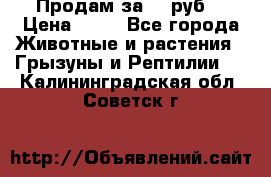 Продам за 50 руб. › Цена ­ 50 - Все города Животные и растения » Грызуны и Рептилии   . Калининградская обл.,Советск г.